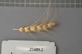 Click for 1 image(s) for this accession. Spike